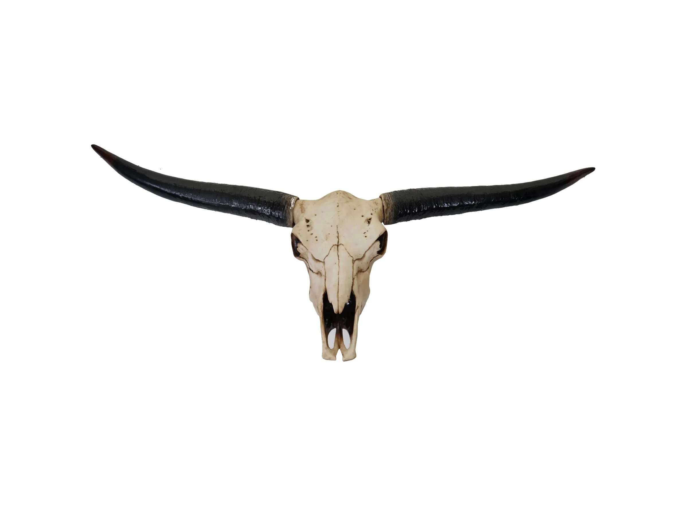 MCW Deko Schädel 132 cm A14 Stier Naturfarben